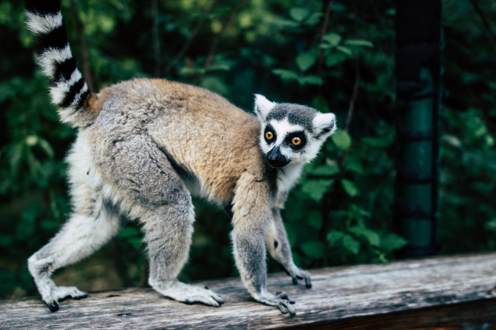 Boleto de Experiencia Detrás del Escenario del Zoológico de Adelaida Lemur Feeding